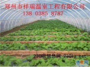 原陽幾字鋼溫室大棚 現代農業的堅固脊梁與高效安裝之道